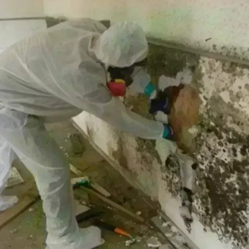 Mold Remediation and Removal in Pike County, GA